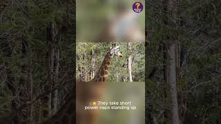 Did u know  Giraffes Sleep Only 30 Minutes a Day! 🦒😴