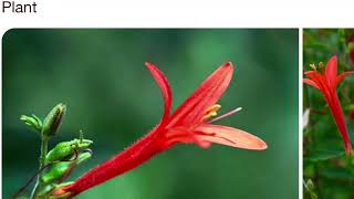 Hummingbirds on Anisacanthus Plant @LSatch