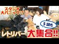 【レトリバー大集合!】ラブとゴールデンの違いに困惑!?全身スキンシップの教え方