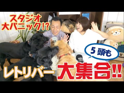 【レトリバー大集合！】ラブとゴールデンの違いに困惑！？全身スキンシップの教え方