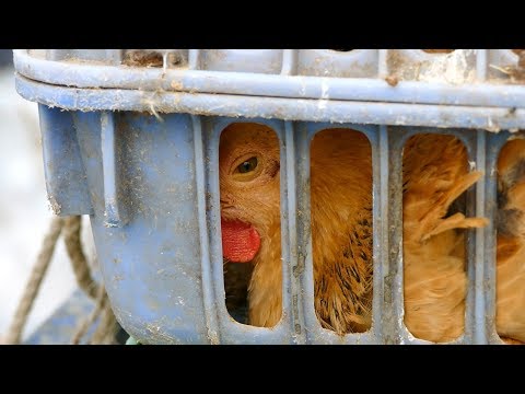 Fresh Chicken stall in Rural southern China. Killing Live Chicken.