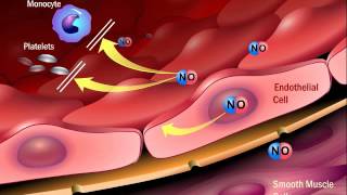 The Role of Angiotensin II in the Process of Atherosclerosis