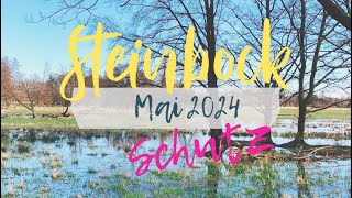 Steinbock ♑️ Orakel für Mai 2024 💚 Du bist beschützt.