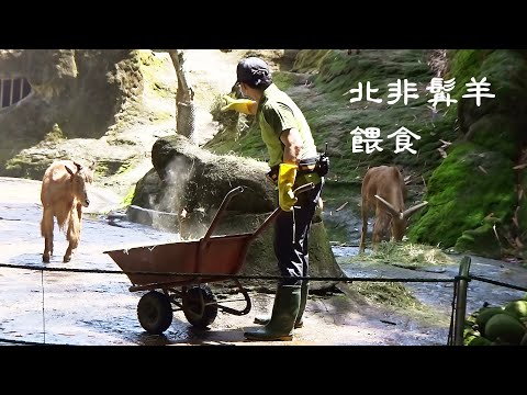北非髯羊的餵食保育員走開了髯羊才會靠攏過來吃20230416