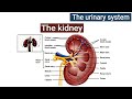 Kidney, Gross Structure, Urinary System (Lecture 1), Excretory System, Explained in Hindi