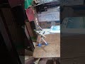 pencil Skelton dance #science #scienceproject