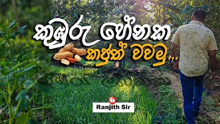 කුඹුරු හේනක කජුත් වවමු... - Ranjith Sir