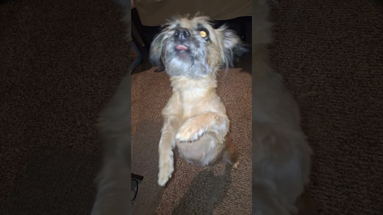 #dog #daxandbaileyshow #adogspurpose #godisreal #therapy #recovery #dogshorts #shorts #short #dogs