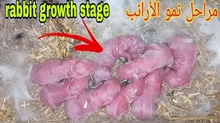 مرحله نمو الأرانبrabbit growth stage...(حلقه 751)