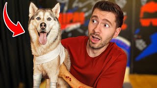 Download Lagu Resgatei um CACHORRO NESSE VÍDEO! - Animal Shelter 2 MP3 Download Lagu Resgatei um CACHORRO NESSE VÍDEO! - Animal Shelter 2 MP3