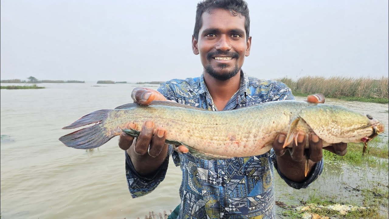 ఈరోజు చేపల వేటలో దొరికిన ఈ కోరమీను ఎలా ఉందో చూడండి || Village natural fishing videos 