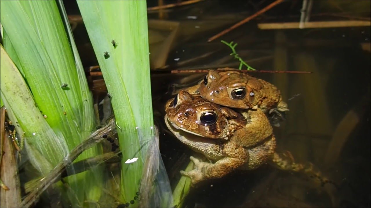 Toads and Peepers The Night Of The Living Toads Aquachigger YouTube