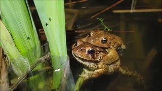 Toads and Peepers: The Night Of The Living Toads | Aquachigger