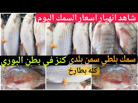 انهيار اسعار السمك اليوم في سوق العبور اليوم منهم سمك البوري سمك ماكريل سمك بلطي سمين و مبطرخ