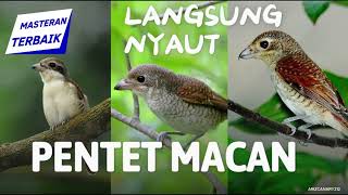 PENTET MACAN MASTERAN LANGSUNG NYAUT #MASETRAN