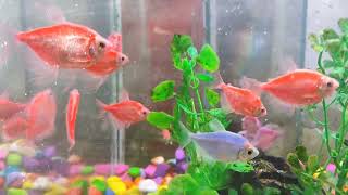 Aquarium Lover Must Watch Video