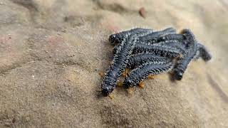 Spitfire grubs (sawfly larvae)