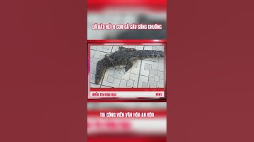 ĐÃ BẮT HẾT 8 CON CÁ SẤU SỔNG CHUỒNG TẠI CÔNG VIÊN VĂN HÓA AN HÒA #diemtingiupban #tintuc #news