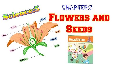 Class 5 Chapter 3|| Flowers and seeds|| solved exercise|| Punjab curriculum
