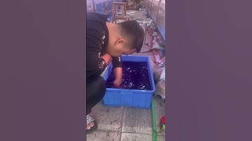 Chữa bệnh cho cá chép sư tử bị xuất huyết