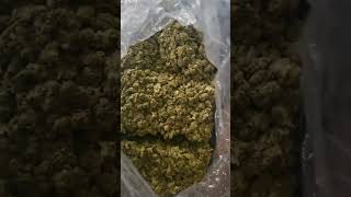 THCA Ban in Texas? 📉 Cheapest Hemp Flower Pounds at Risk | Fight SB3 Before It’s Too Late