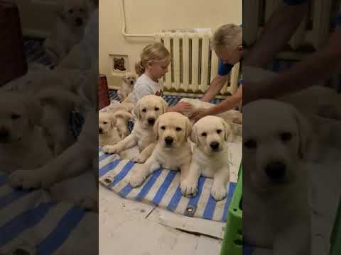 Щенки Лабрадора Одесса