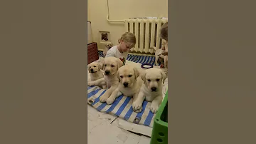 Щенки Лабрадора Одесса