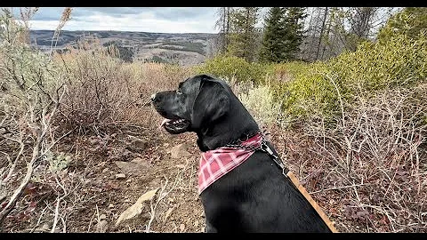 LABRADOR’S FIRST CHRISTMAS TREE HUNT 🎄✨ Hiking, Decorating & First Snow!