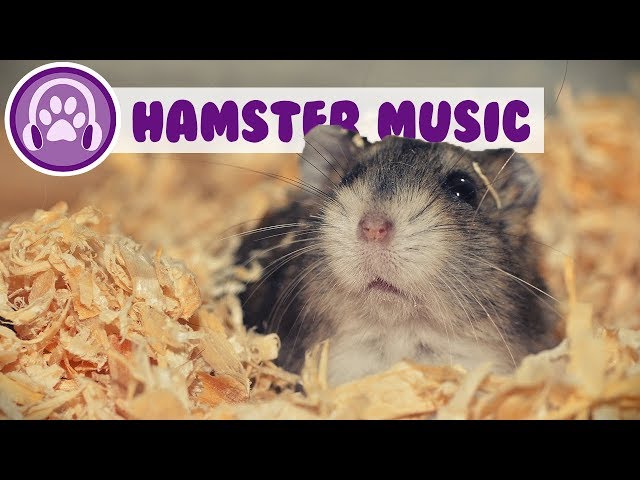 Music for Hamsters - Relaxing ASMR for Your Hamster! (TESTED) class=