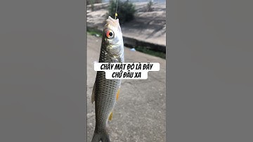 Cá chầy mắt đỏ và cần thủ mới ở sông đà chiều nay #shorts
