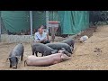 Pig farming, disease spread, farmers suffered heavy losses. ( Ep 216 ).