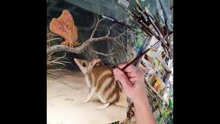 Colour mixing fur - Eastern Barred Bandicoot and an Emperor Gum Moth Colour mixing fur - Eastern Barred Bandicoot and an Emperor Gum Moth