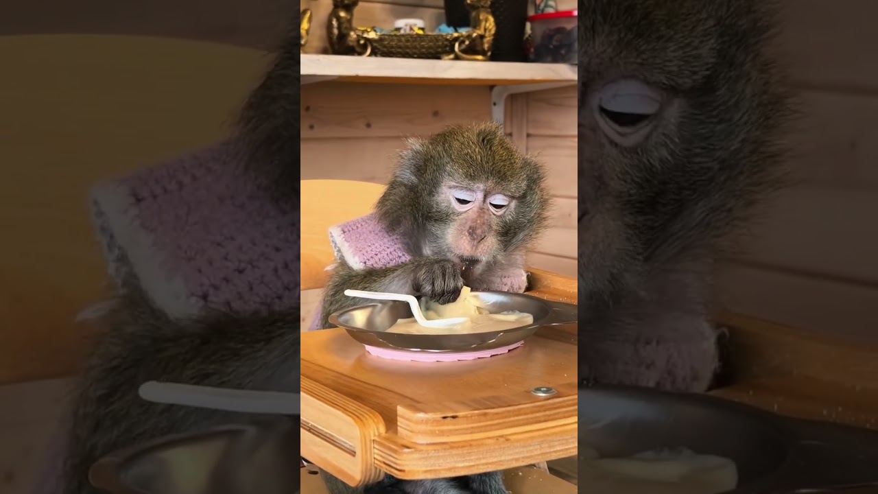 Маруся и .... печенька 😋 не кашей единой😜🤭#макака #monkey #домашниеживотные #нашаМаша #макака #зоо 