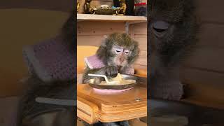 Маруся и .... печенька 😋 не кашей единой😜🤭#макака #monkey #домашниеживотные #нашаМаша #макака #зоо 
