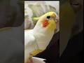Check out this cute little singing floof! 🎶🦜❤️ #cockatielscraze