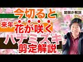 春はハナミズキの剪定シーズンなので、花芽がつく位置を確認し花を多く楽しむための剪定を解説【庭師が解説】