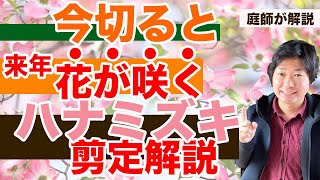 春はハナミズキの剪定シーズンなので、花芽がつく位置を確認し花を多く楽しむための剪定を解説【庭師が解説】