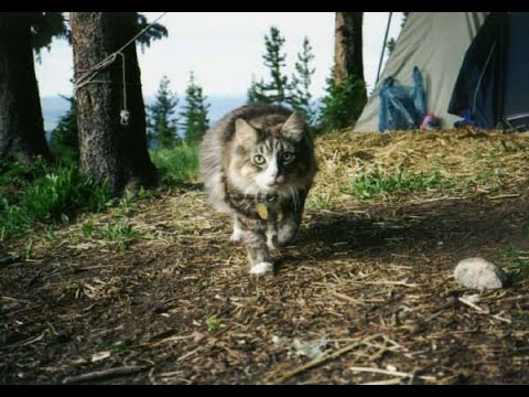 Video: Quanto è alto Cloudcroft nm?