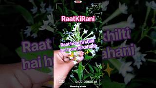The Magic of Night-Blooming Jasmine & the Breeze🙈🌙🍃🤍#raatkirani#nightofqueen#ytshorts#vibes