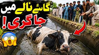 Cow Falls Into Drain | Viral Video Shocks Social Media | Breaking News | Pakistan News