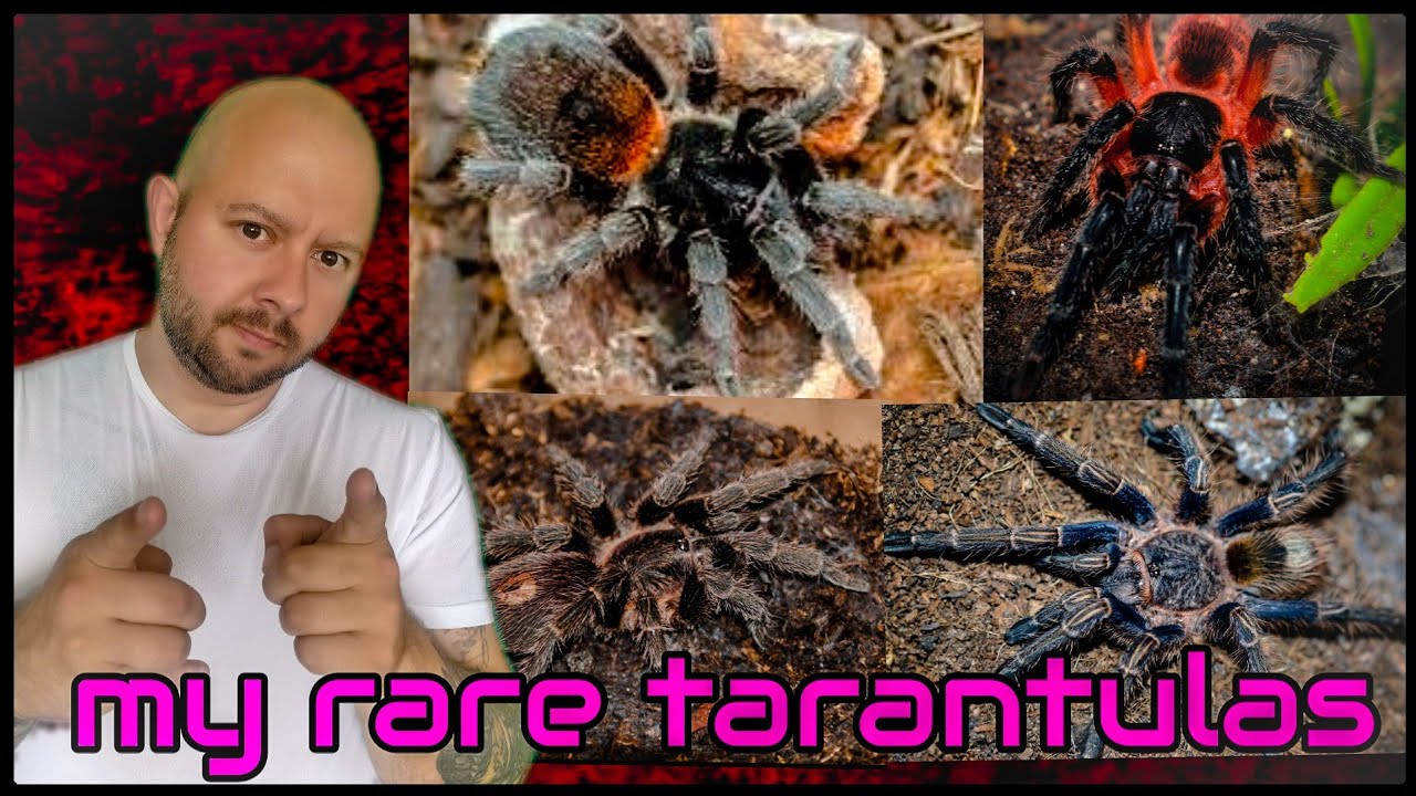 the most RARE tarantulas in my tarantula collection!!!