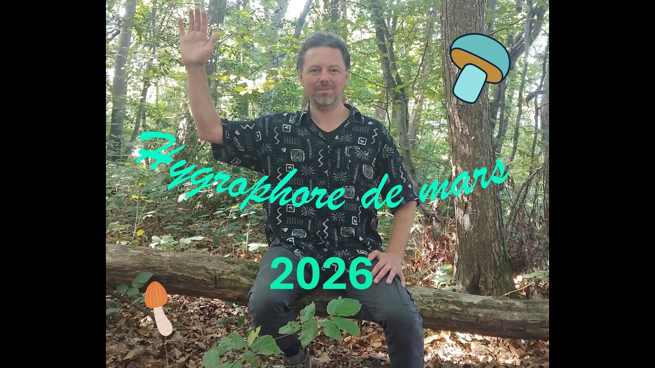 Hygrophore de mars ou Marzuelos, les premiers de 2026
