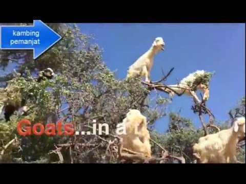 video hewan lucu kambing  pandai memanjat pohon YouTube