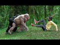 Crazy gorilla attack  an african gorilla funny chimpanzee monkey and wild animal films