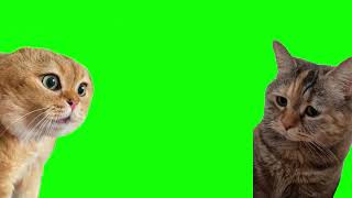 Talking Cats Meme Template - Green screen | Happy New Year 2024 🗿