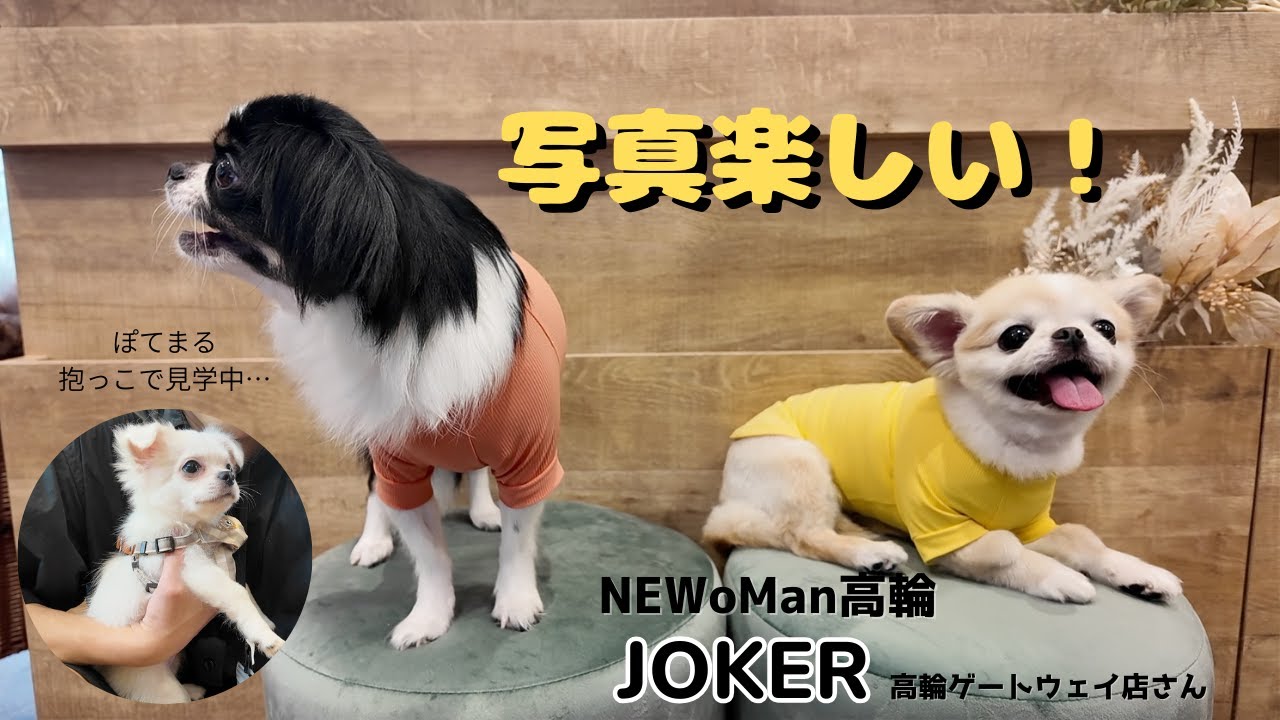 ぽてまる初めてのおでかけ！新スポットNEWoMan高輪のJOKERさんに行ってきました！たくさん写真撮っていただきとっても楽しそうでした☺️