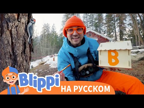 Видео: Блиппи изучает птиц - Новая Серия✨ | Обучающие видео для детей | Blippi Russian