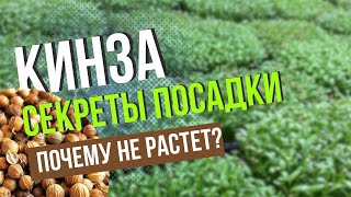 Микрозелень кинзы | Технология Выращивания | Народные Семена