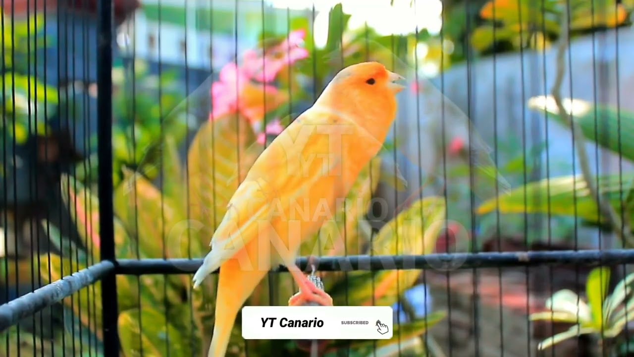 Canto lindo em HD do canário belga — perfeito para treinar e estimular o acasalamento! 245