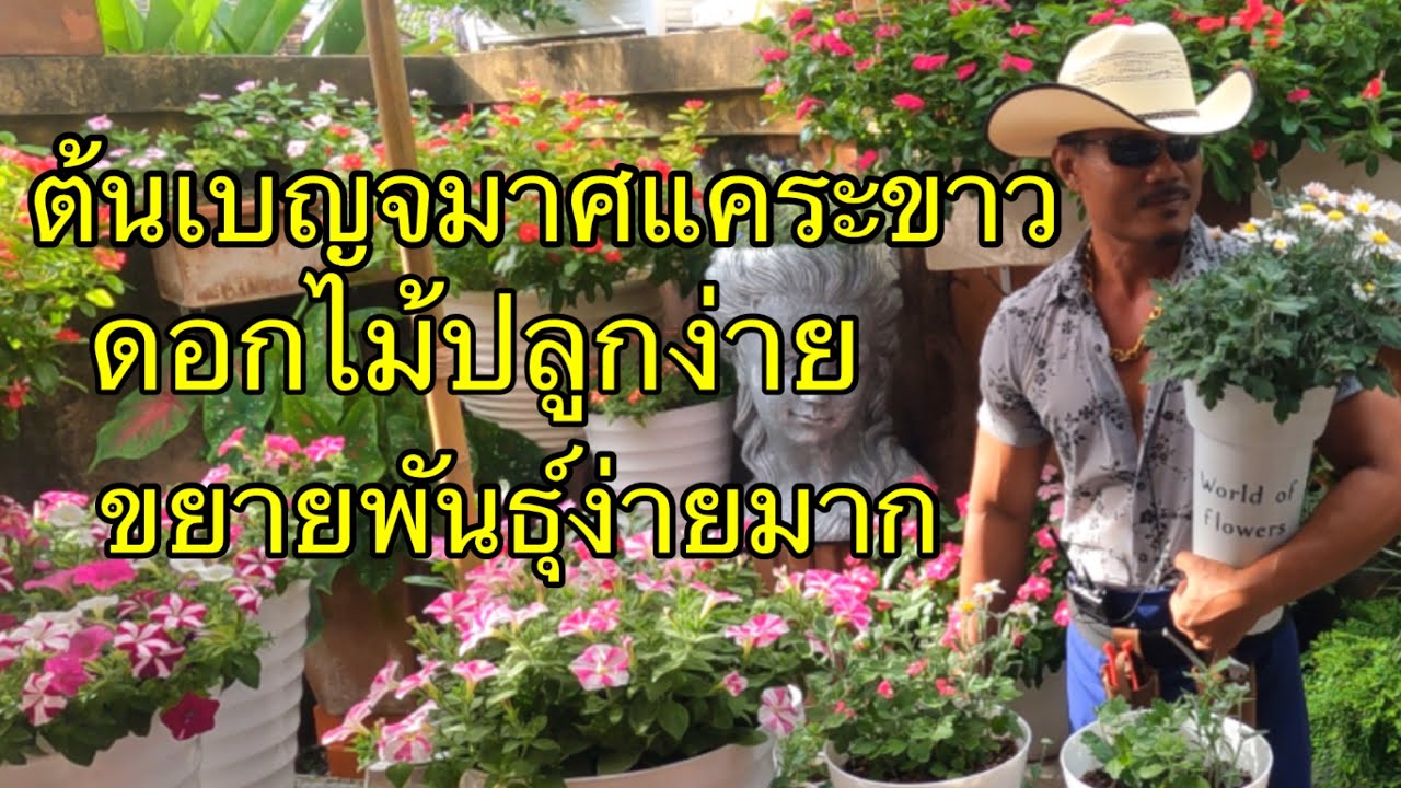 ดอกไม้ปลูกง่าย ขยายพันธ์ุง่าย ดอกสวย ต้นเบญจมาศแคระขาว @Mr.Flowers - Youtube